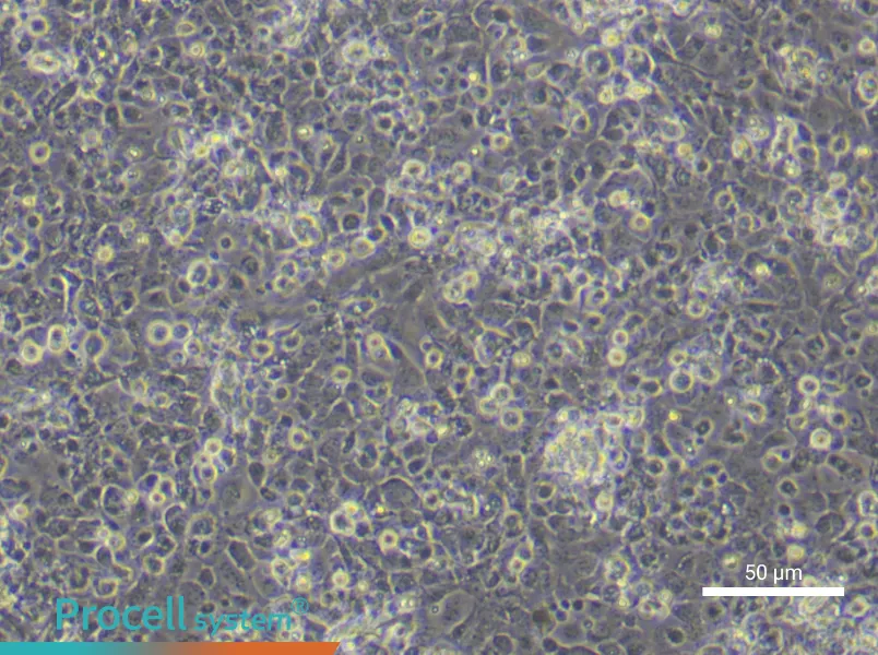 Mouse Epidermal Keratinocyte Complete Medium - 5