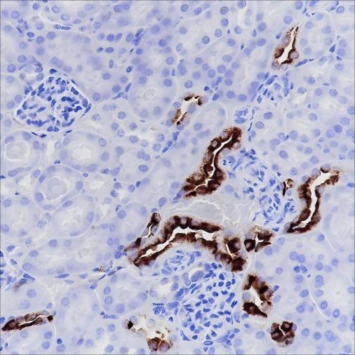 Recombinant CD138/Syndecan-1 Monoclonal Antibody - small - 4