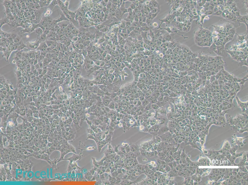 HePa1-6-GFP Cell Complete Medium - 6