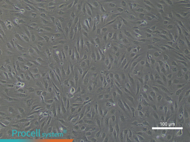 Human Renal Podocyte Cell Complete Medium - 2