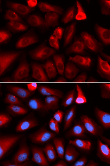 Immunofluorescence analysis of U2OS cells using FKBP4 Polyclonal Antibody