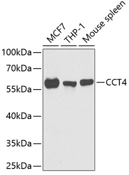 Western blot analysis of extracts of various cell lines using CCT4 Polyclonal Antibody at 1:1000 dilution.