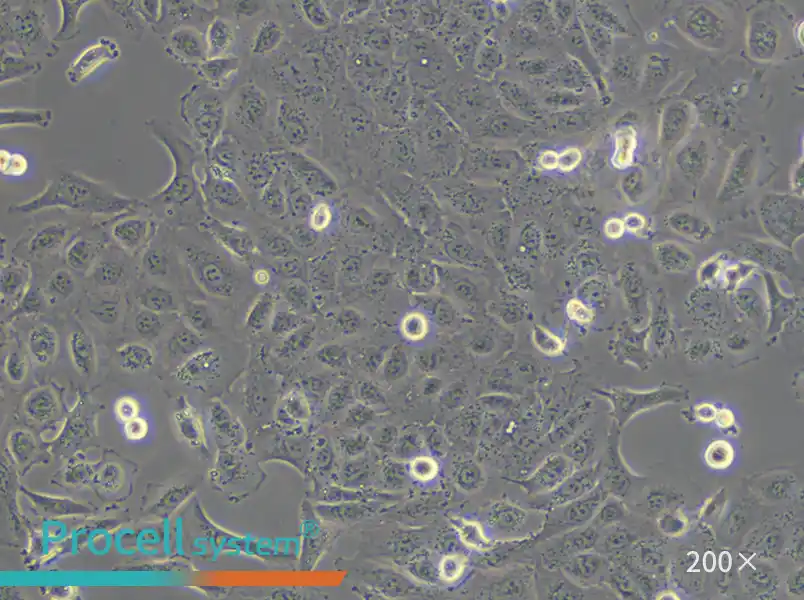 DU 145 Cell Complete Medium - small - 5