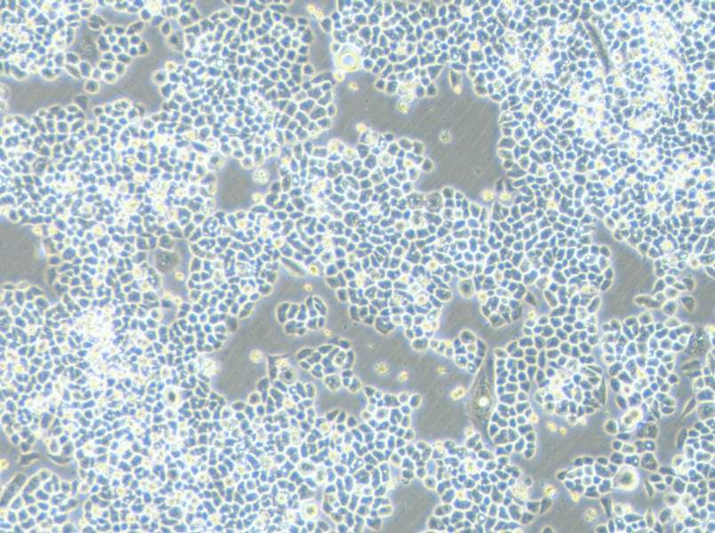 HCT-15-5FU Cell Complete Medium-searchlist-1