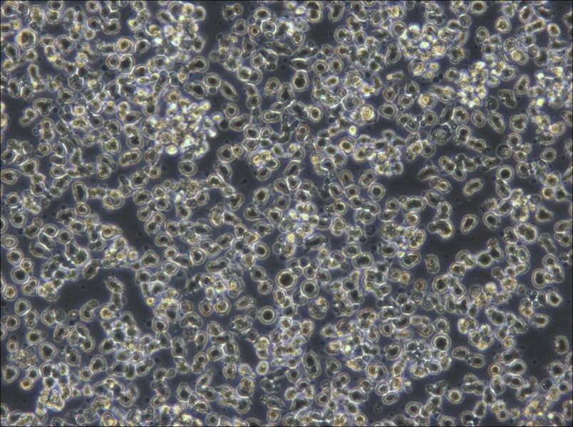 KHYG-1 Cell Complete Medium - 6