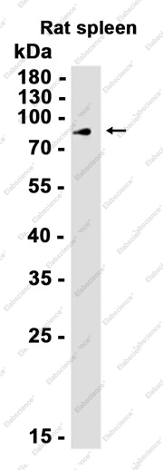 Recombinant Cullin 3 Monoclonal Antibody - 2