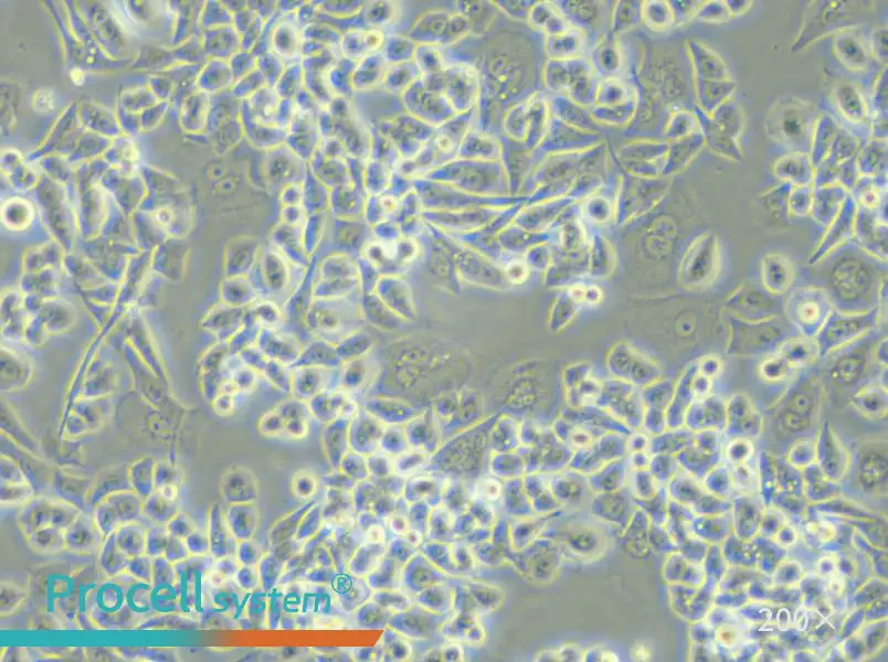 HCT-15-TAX Cell Complete Medium - small - 4