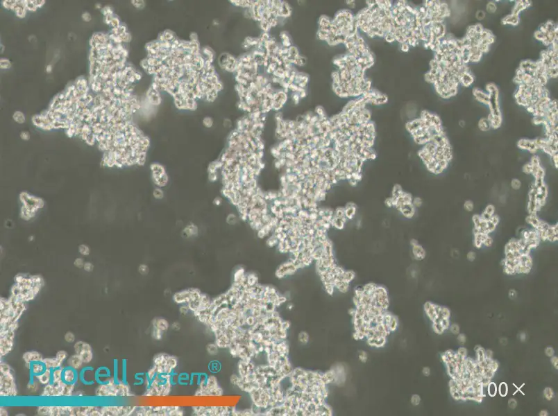 NCI-H82 [H82] Cell Complete Medium - 1