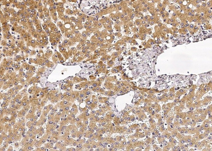 Recombinant VAPB/VAP-B Monoclonal Antibody - small - 2