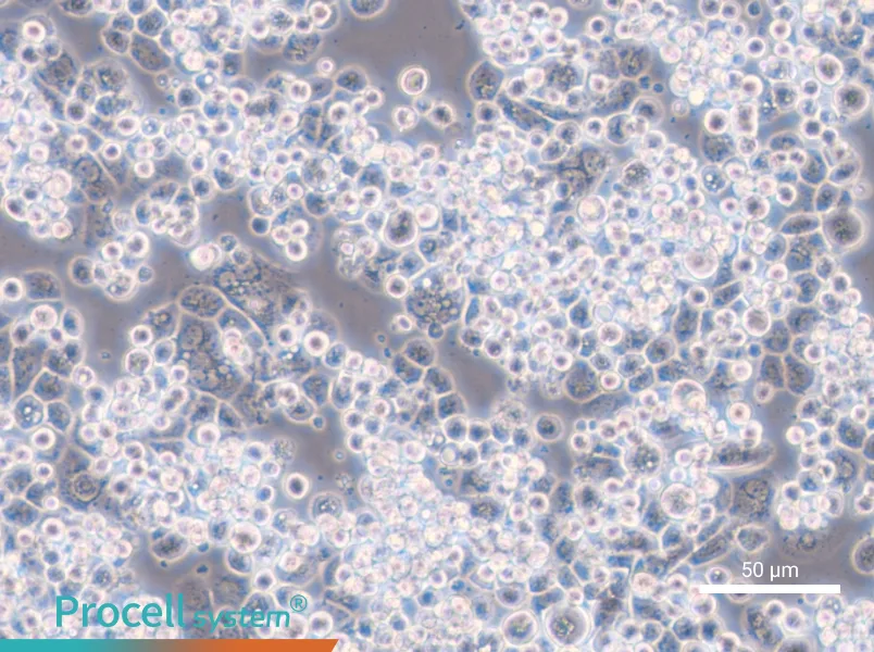 MDA-kb2 - 4