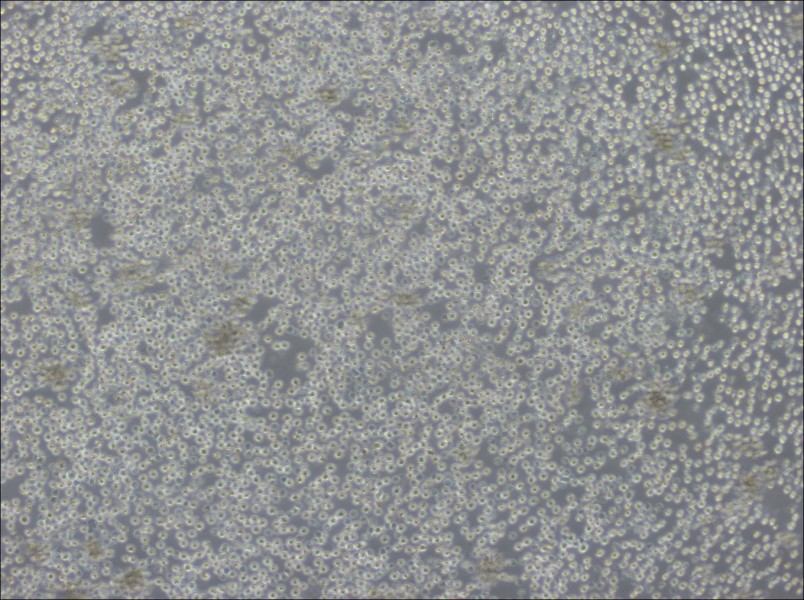 Ba/F3 Cell Complete MediumBa/F3 Cell Complete Medium - 2