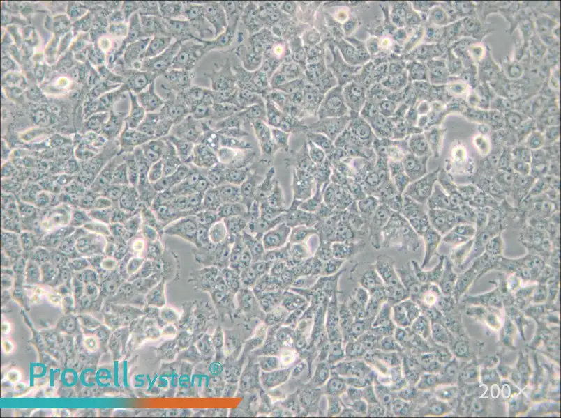 SN12C Cell Complete Medium - 5