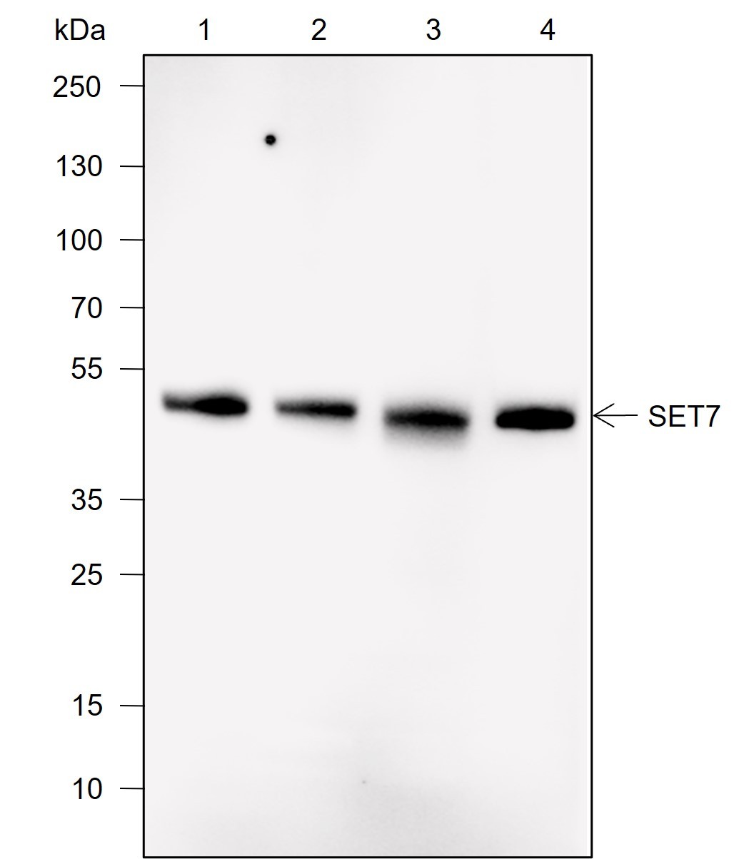Recombinant SET7 Monoclonal Antibody-searchlist-1
