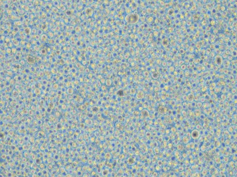 CoC1-DDP Cell Complete Medium - small - 6