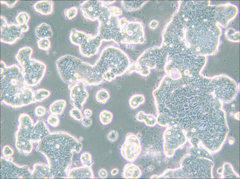 LS513 Cell Complete Medium - 4