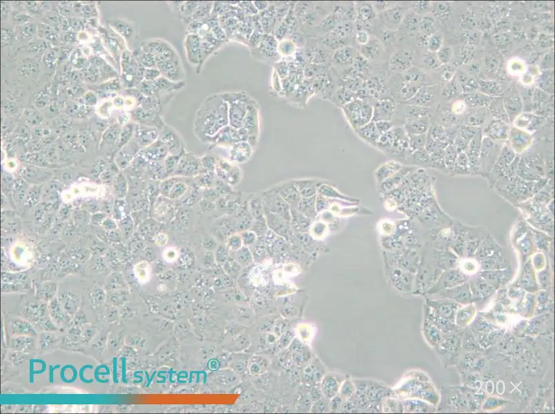 HEC-1-A Cell Complete Medium - small - 4