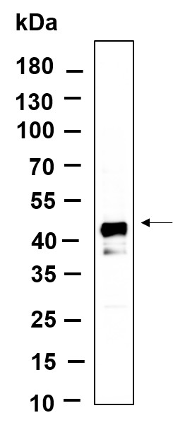 Recombinant DNAJA4 Monoclonal Antibody-searchlist-1