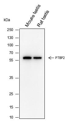 Recombinant PTBP2 Monoclonal Antibody-searchlist-1