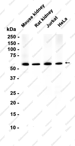 Recombinant Cdc23 Monoclonal Antibody - 1