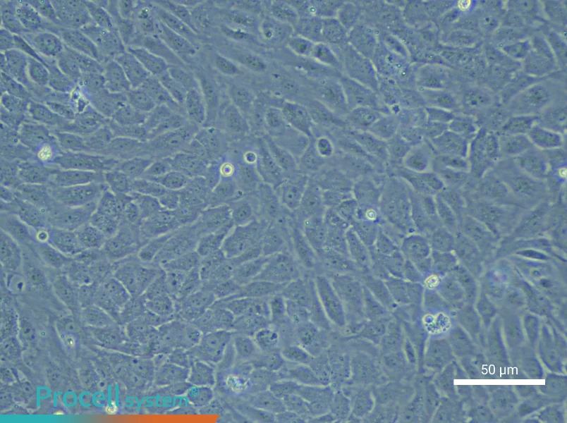 Human Small Intestine Mucosal Epithelial Cell Complete Medium - small - 4