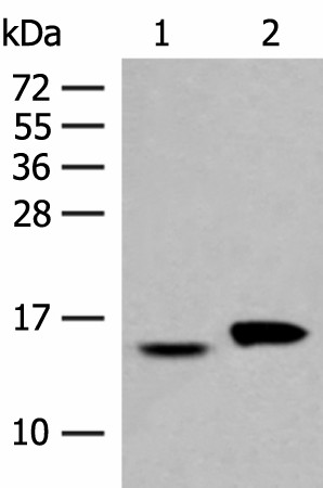 Western blot analysis of Hela and PC3 cell lysates  using ISG15 Polyclonal Antibody at dilution of 1:500