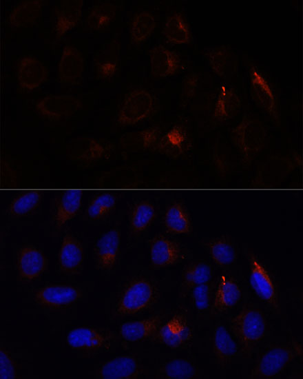 Immunofluorescence analysis of U-2 OS cells using CHP1 Polyclonal Antibody at dilution of  1:100. Blue: DAPI for nuclear staining.