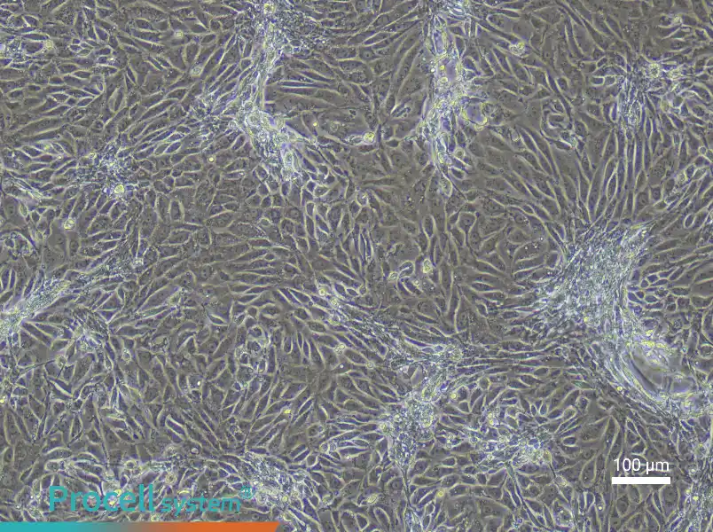 Mouse Corneal Epithelial Cell Complete Medium - 1