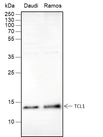 Recombinant TCL1 Monoclonal Antibody-searchlist-1