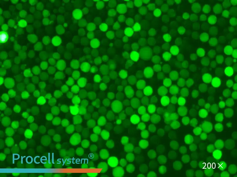 K-562-GFP - 4