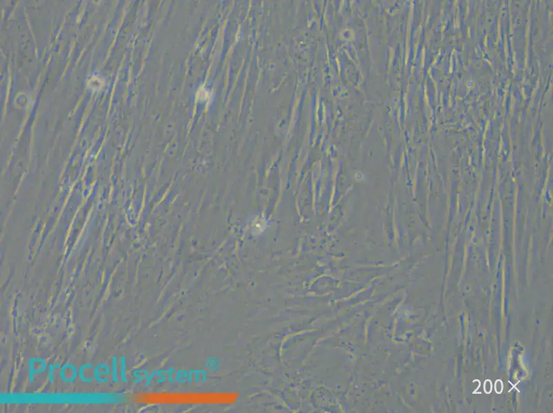 IMR-90 Cell Complete Medium - small - 4