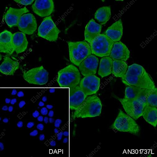 Recombinant Caspr Monoclonal Antibody - 3