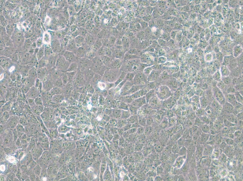 MH7A Cell Complete Medium - small - 4