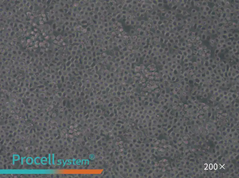 MOLT-4 Cell Complete Medium - small - 4