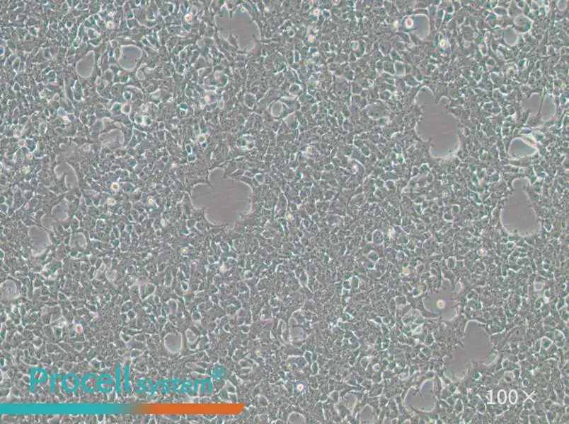 293FT Cell Complete Medium293FT Cell Complete Medium - 2