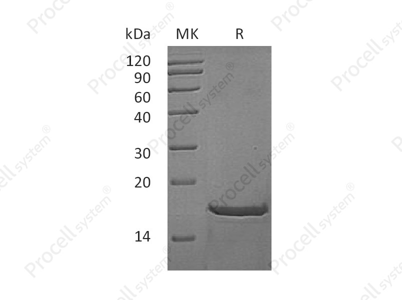 FGF-2/bFGF/FGF-b, Mouse, Recombinant