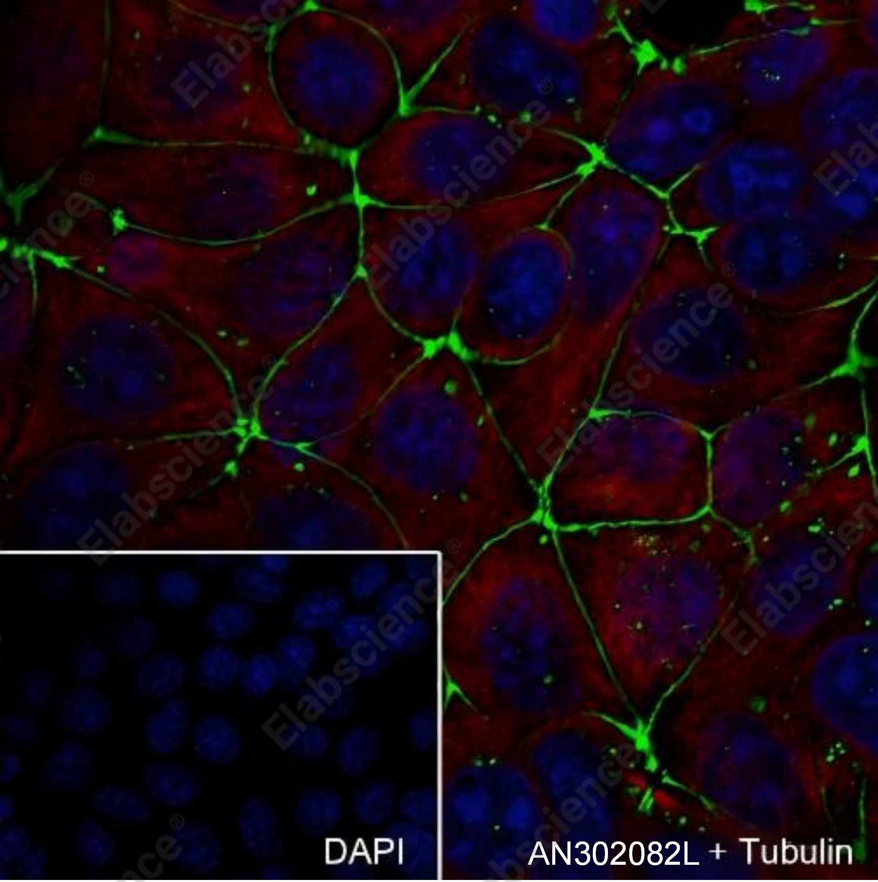 Recombinant Claudin-5 Monoclonal Antibody - 1