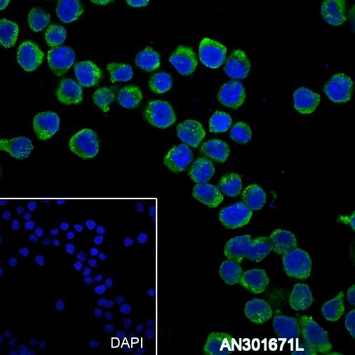 Recombinant TCL1 Monoclonal Antibody - small - 5