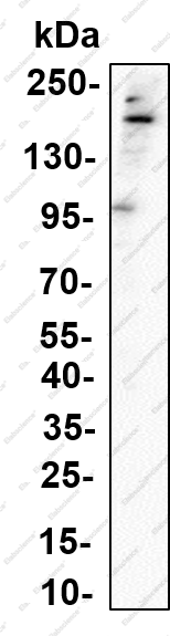 Recombinant Complement factor H Monoclonal Antibody - 1