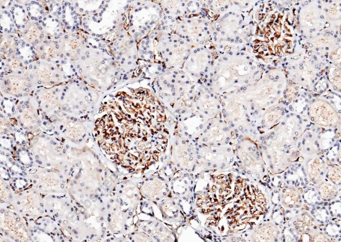 ICAM-2/CD102 Monoclonal Antibody - 2