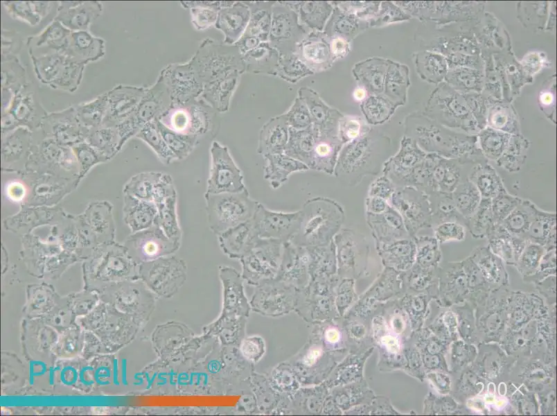 Caov-3 Cell Complete Medium - 4