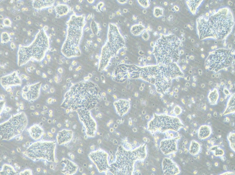 LC-2/ad Cell Complete MediumLC-2/ad Cell Complete Medium - 3