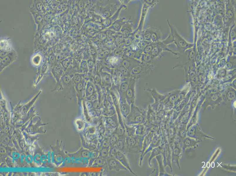 Bewo Cell Complete Medium - small - 5