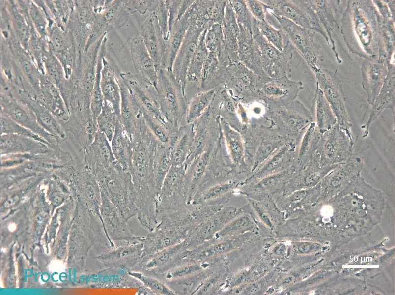NCI-H2030 - 6