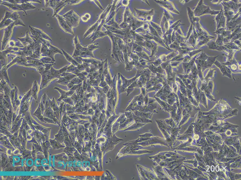 TT Cell Complete Medium - 4