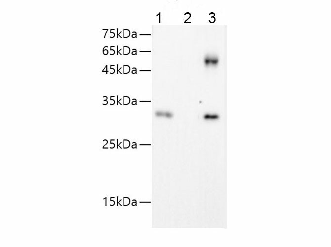 GFP Monoclonal Antibody - 3