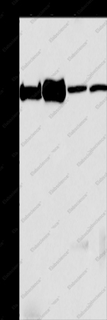 MCM6 Polyclonal Antibody - 1