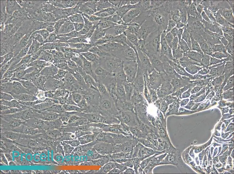 NCI-H2444 Cell Complete Medium - 4