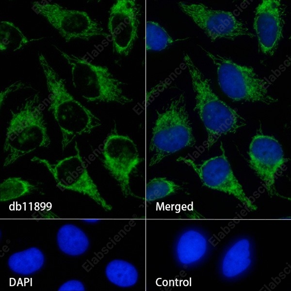 Recombinant COX5B Monoclonal Antibody - 4