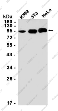Recombinant TRIF Monoclonal Antibody - 1