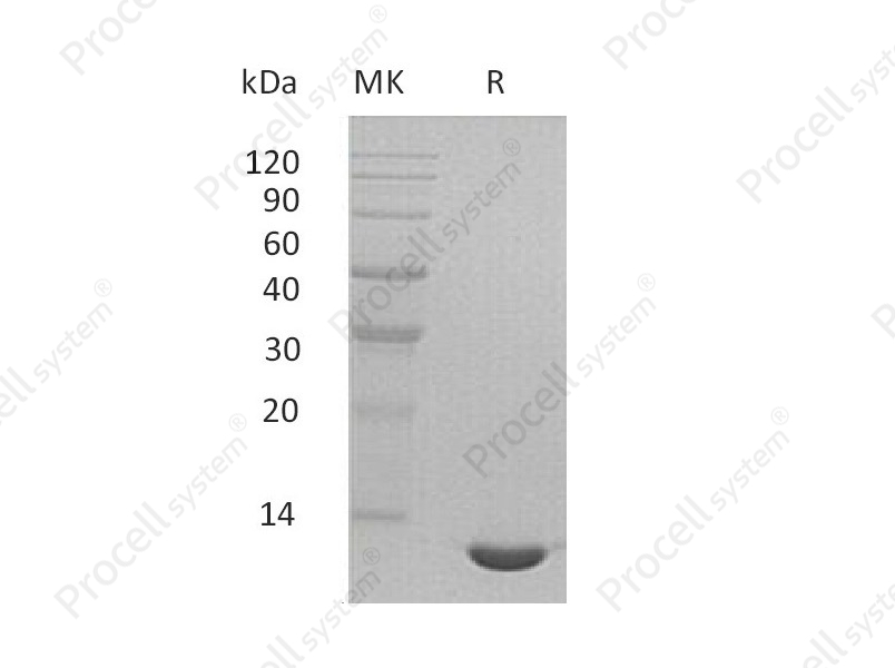 Eotaxin-2/CCL24, Mouse, Recombinant
